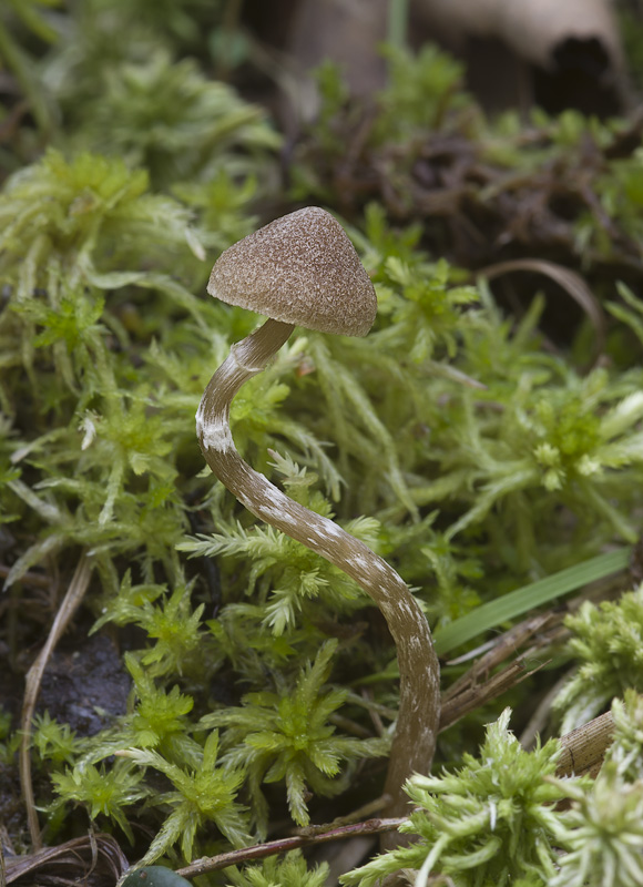 Galerina paludosa